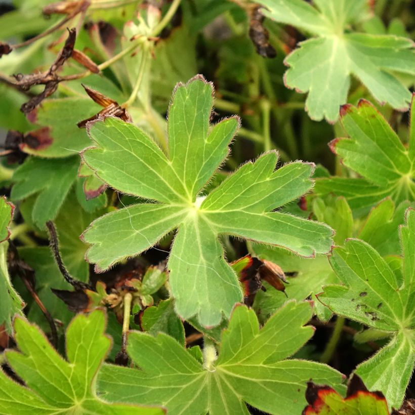 Geranium yoshinoi Confetti - Storchschnabel (Laub)