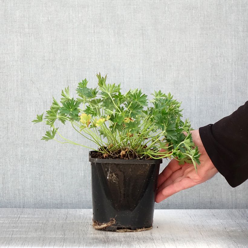 Exemplar von Geranium yoshinoi Confetti - Storchschnabel Topf mit 1,5L/2L wie im Frühjahr geliefert