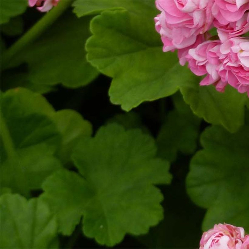 Zonal-Pelargonie Appleblossom - Pelargonium (Laub)