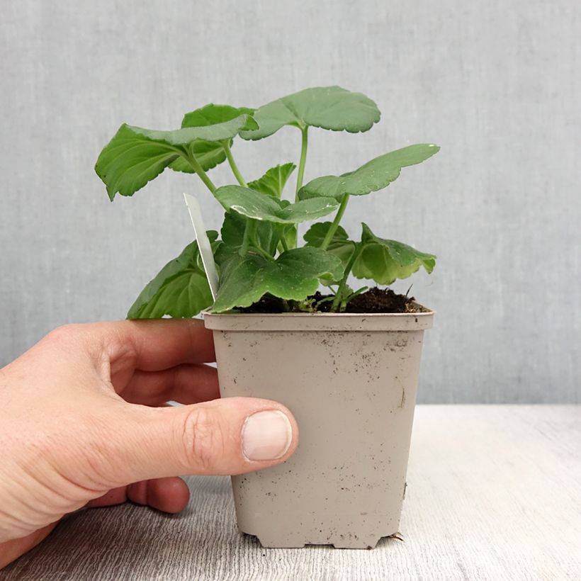 Exemplar von Zonal-Pelargonie Icecrystal - Pelargonium wie im Frühjahr geliefert