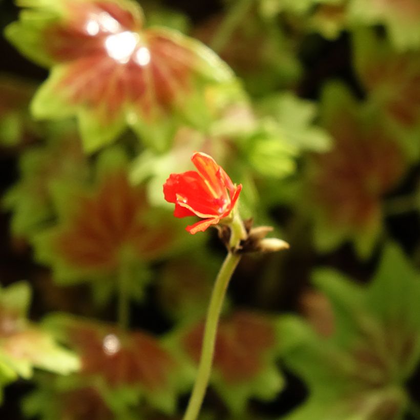 Zonal-Pelargonie Vancouver Centennial - Pelargonium (Blüte)