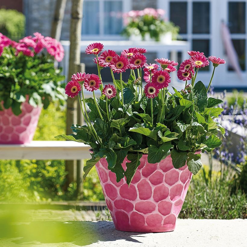 Gerbera Garvinea Sweet Sweet Spice (Hafen)