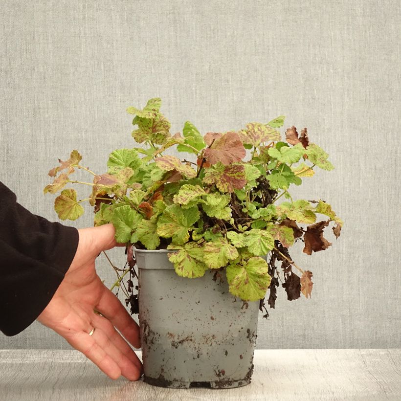 Exemplar von Geum Bell Bank - Benoîte rose soutenu en pot de 2/3 litres wie im Herbst geliefert