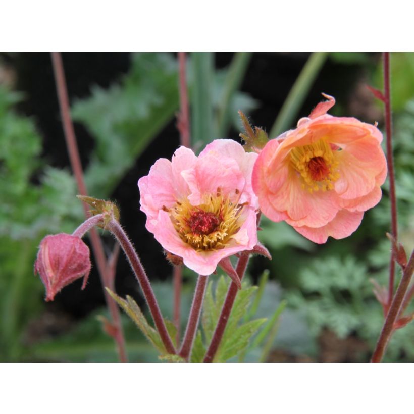 Geum Cosmopolitan - Nelkenwurz (Blüte)