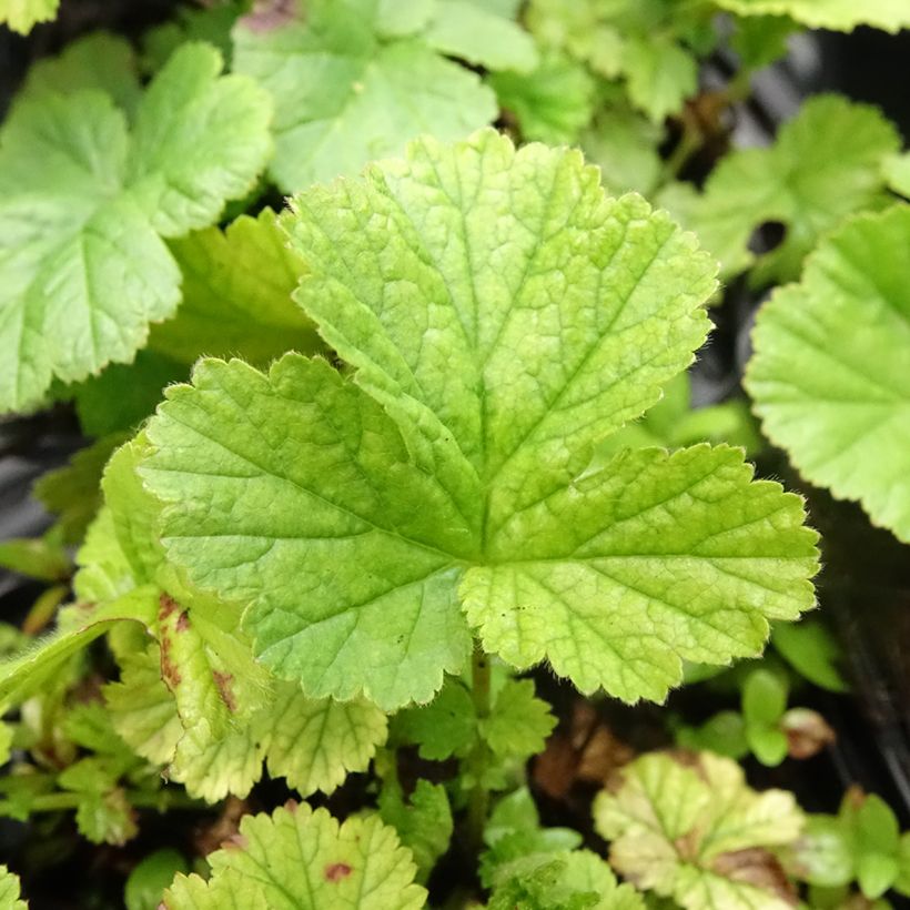 Geum coccineum Koi - Scharlachrote Nelkenwurz (Laub)