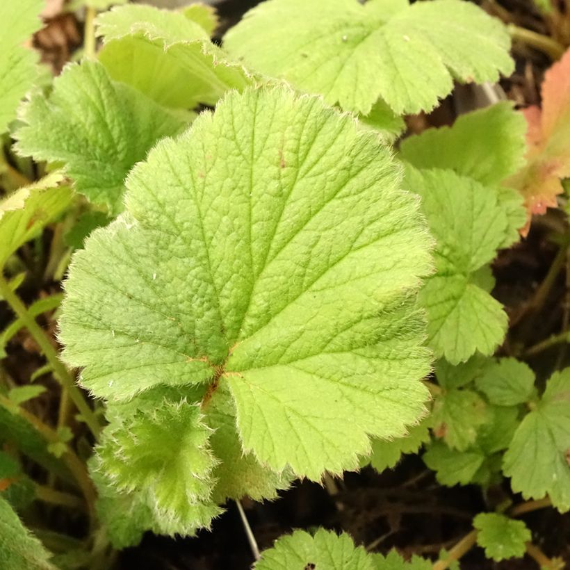 Geum Scarlet Tempest - Nelkenwurz (Laub)