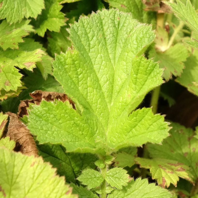 Geum Scarlet Tempest - Nelkenwurz (Laub)