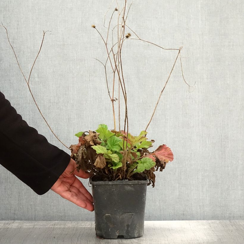 Exemplar von Geum Scarlet Tempest - Benoîte hybride - Pot de 2L/3L wie im Herbst geliefert