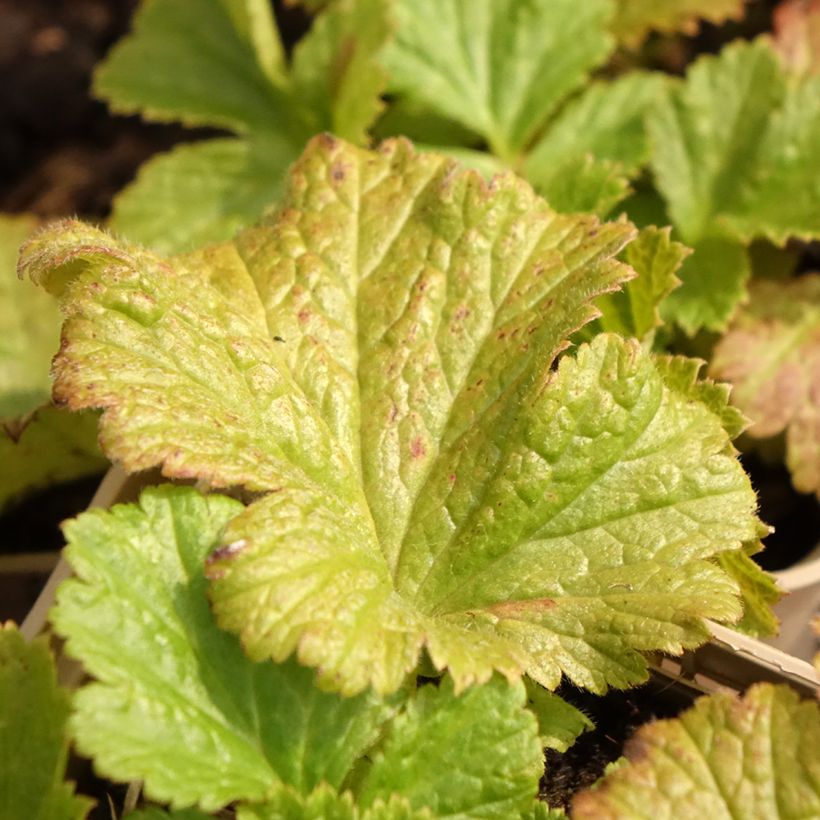 Geum Tutti Frutti - Nelkenwurz (Laub)