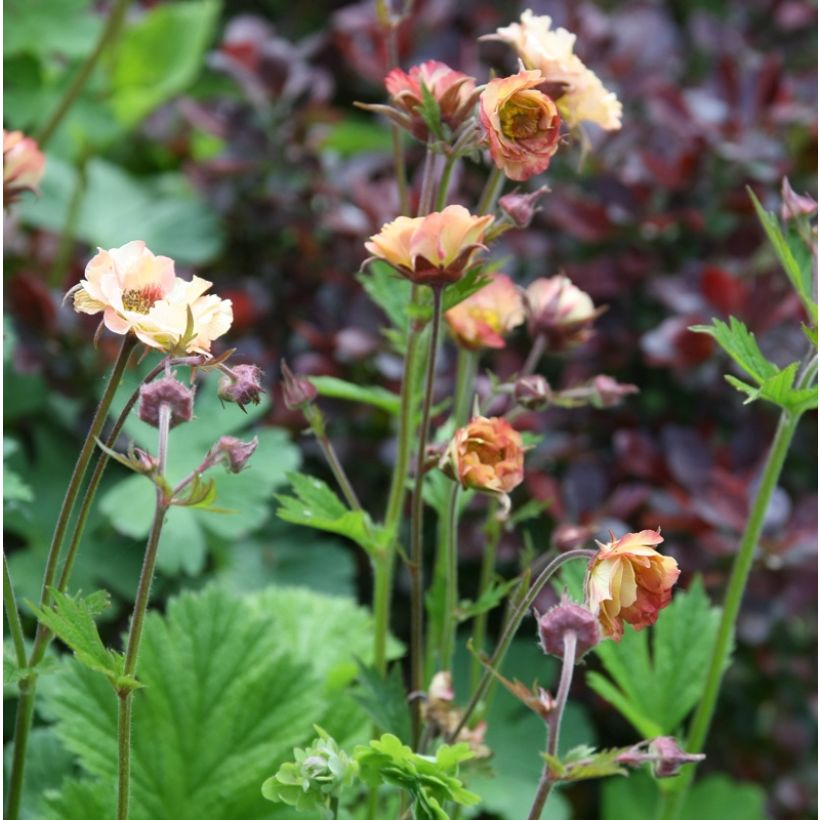 Geum rivale Mai tai - Bach-Nelkenwurz (Hafen)