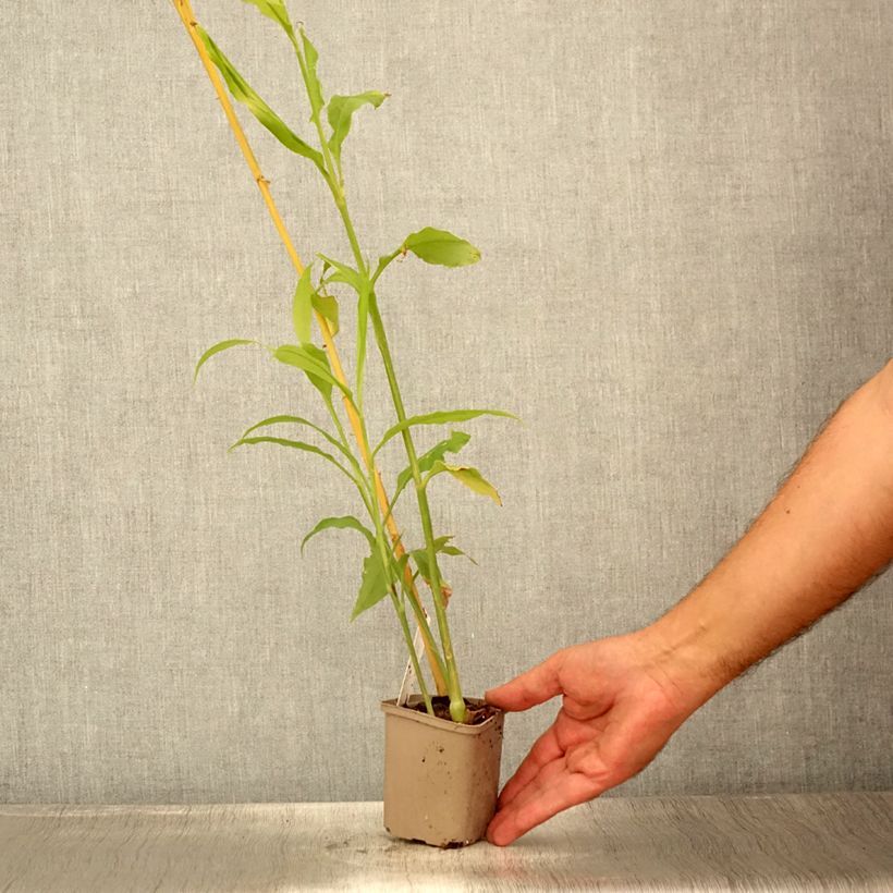 Exemplar von Gingembre japonais - Zingiber mioga - Godet de 9cm wie im Sommer geliefert