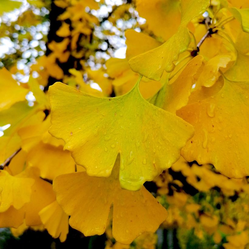 Ginkgo biloba Autumn Gold - Fächerblattbaum (Laub)