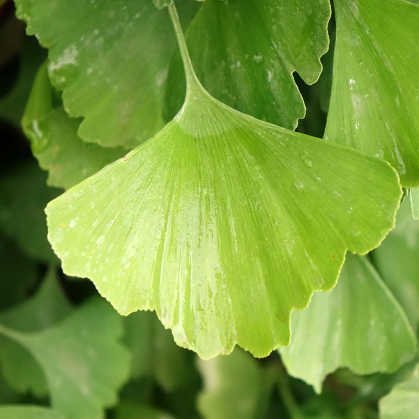 Ginkgo biloba Eiffel - Fächerblattbaum (Laub)