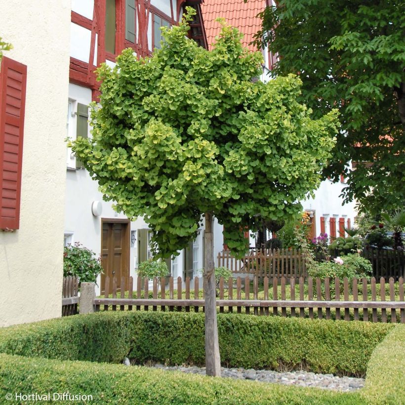 Ginkgo biloba Globus - Fächerblattbaum (Hafen)