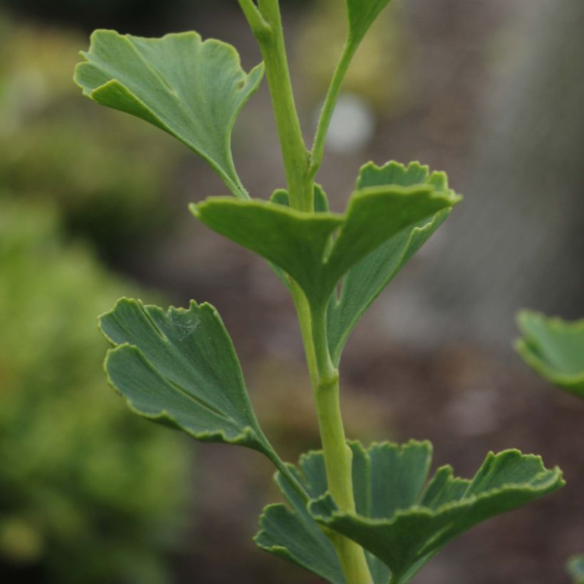 Ginkgo biloba Menhir - Fächerblattbaum (Laub)