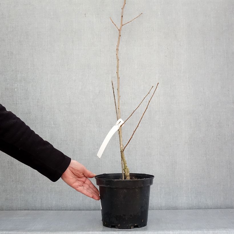 Exemplar von Ginkgo biloba Menhir - Fächerblattbaum Topf mit 4L/5LGelieferte Höhe ca. 80/100cm wie im Winter geliefert