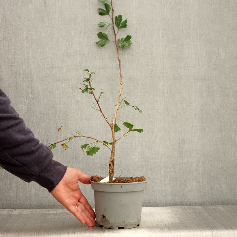 Exemplar von Ginkgo biloba Menhir - Arbre aux quarante écus  Pot de 2L/3L wie im Herbst geliefert