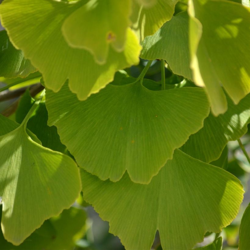 Ginkgo biloba - Fächerblattbaum (Laub)