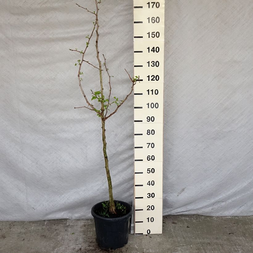 Exemplar von Ginkgo biloba - Fächerblattbaum Topf mit 7,5L/10LGelieferte Höhe ca. 150/170cm wie im Frühjahr geliefert