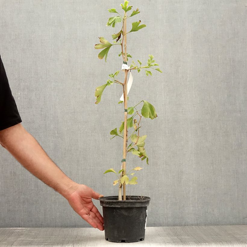 Exemplar von Ginkgo biloba - Fächerblattbaum Topf mit 2L/3LGelieferte Höhe ca. 40/80cm wie im Sommer geliefert