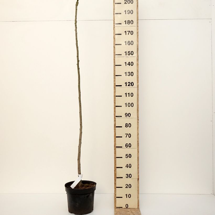 Exemplar von Ginkgo biloba Pendula - Fächerblattbaum Topf mit 12L/15LGelieferte Höhe ca. 200cm wie im Winter geliefert