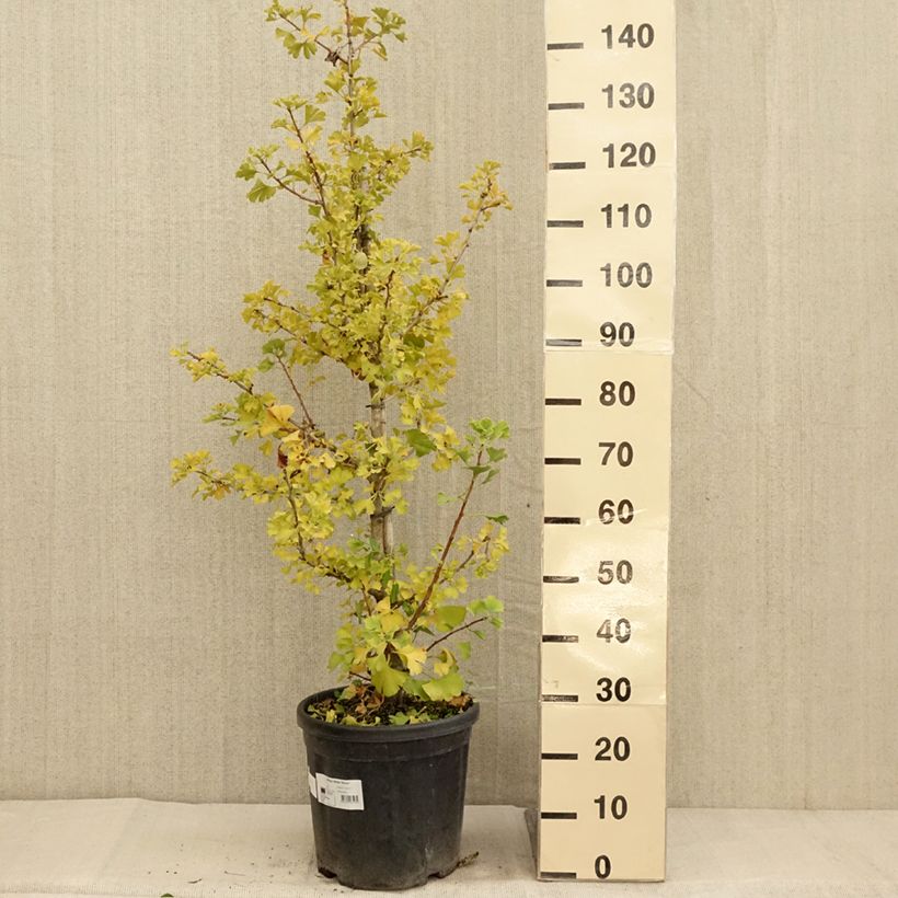 Exemplar von Ginkgo biloba Simon - Arbre aux quarante écus - Pot de 18L/20L wie im Herbst geliefert