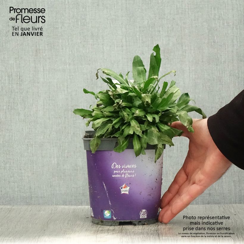 Exemplar von Giroflée vivace - Erysimum cheiri Spice Island en pot de 2/3 L Pot de 2L/3L wie im Winter geliefert