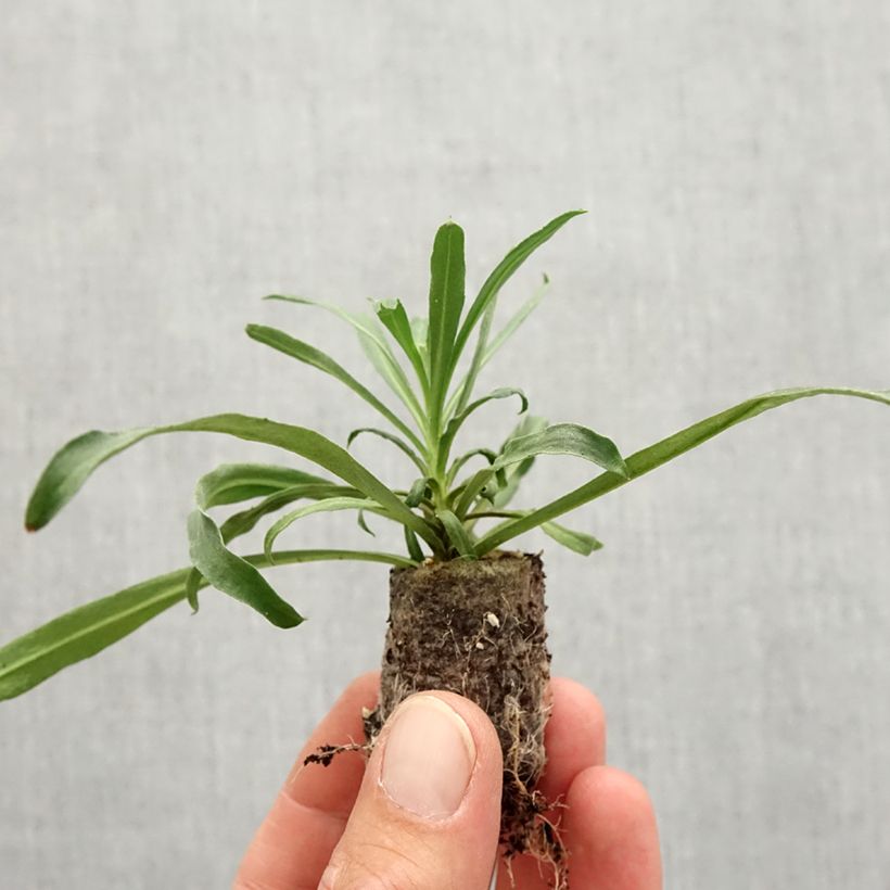 Exemplar von Erysimum x linifolium Winter Touch - Garten-Goldlack Mini-Plug Ø 3/4 cm wie im Herbst geliefert