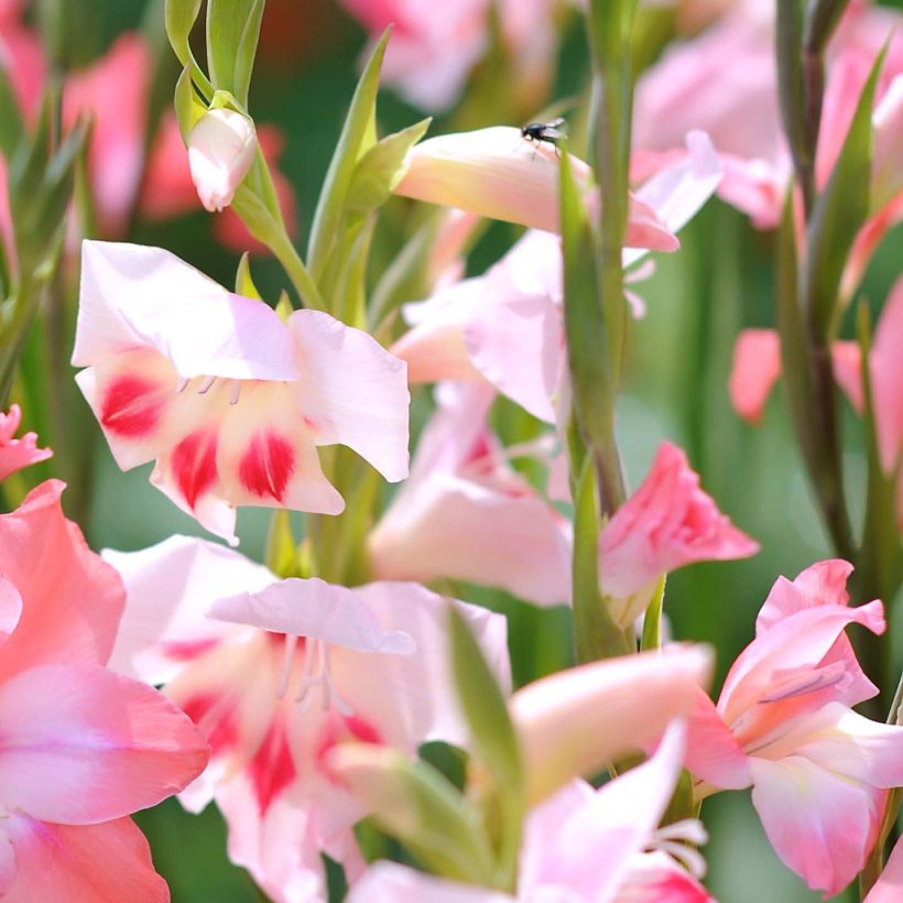 Gladiolus colvillei Elvira - Zwerg-Gladiole (Blüte)