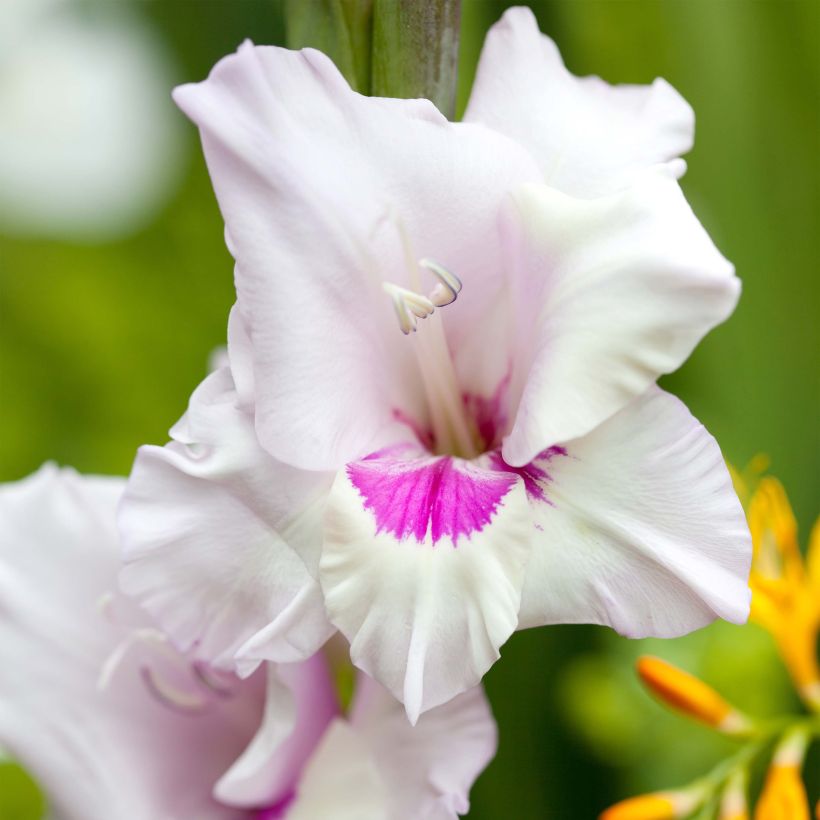 Großblütige Gladiole Home Coming - Gladiolus (Blüte)