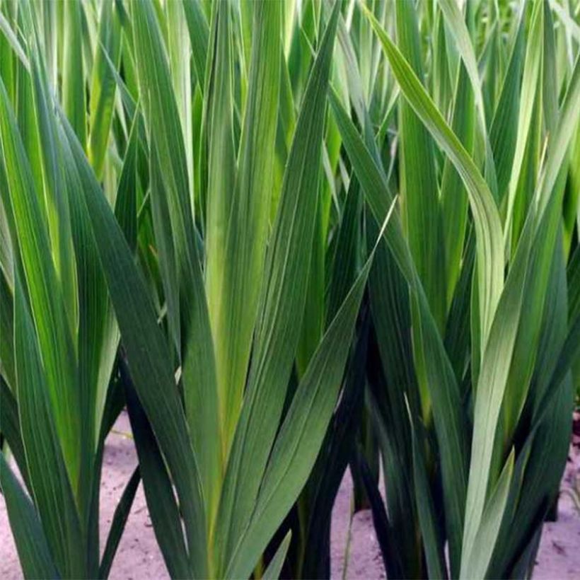 Gladiolus callianthus Lucky Star - Abessinische Gladiole (Laub)