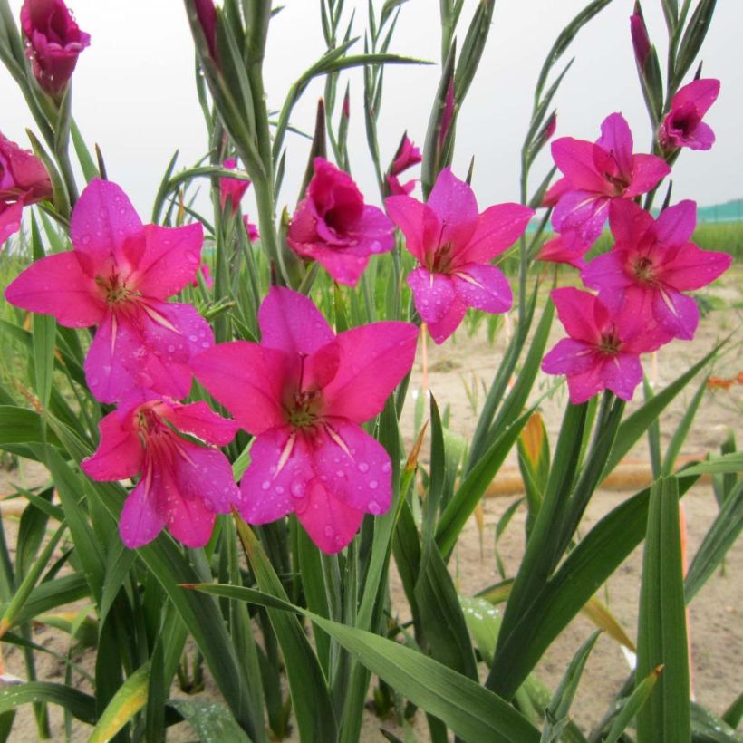 Gladiolus byzantinus Whistling Jack (Blüte)