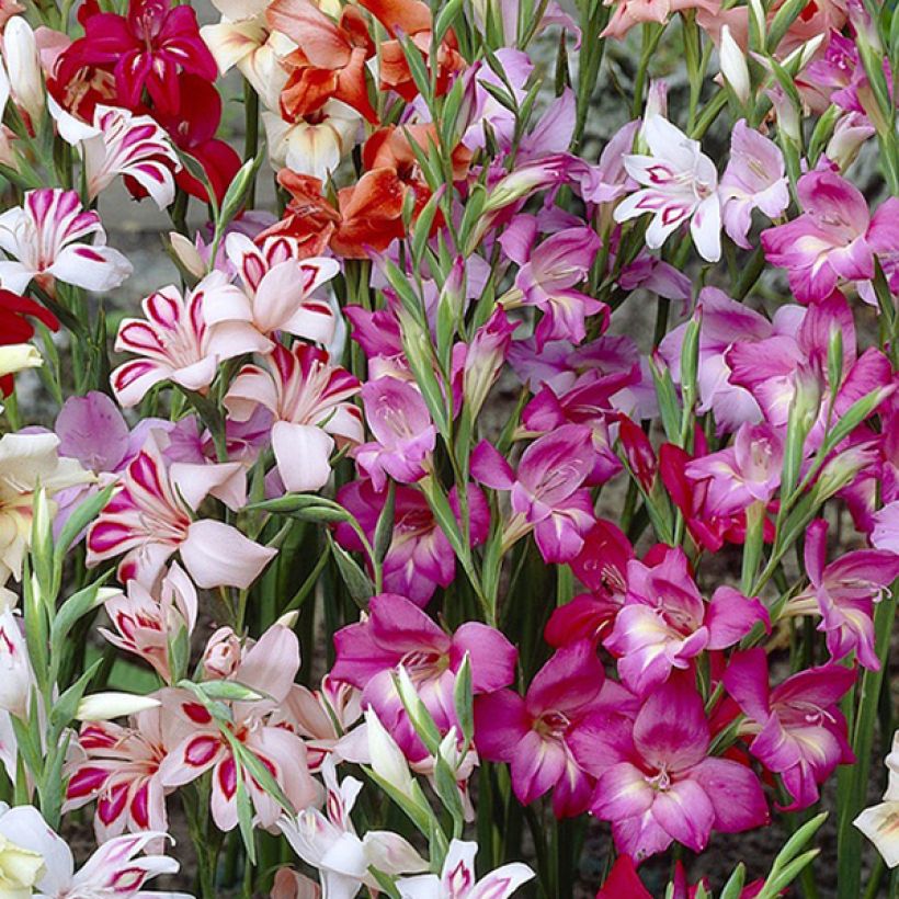 Gladiolus colvillei Mix - Zwerg-Gladiole (Blüte)