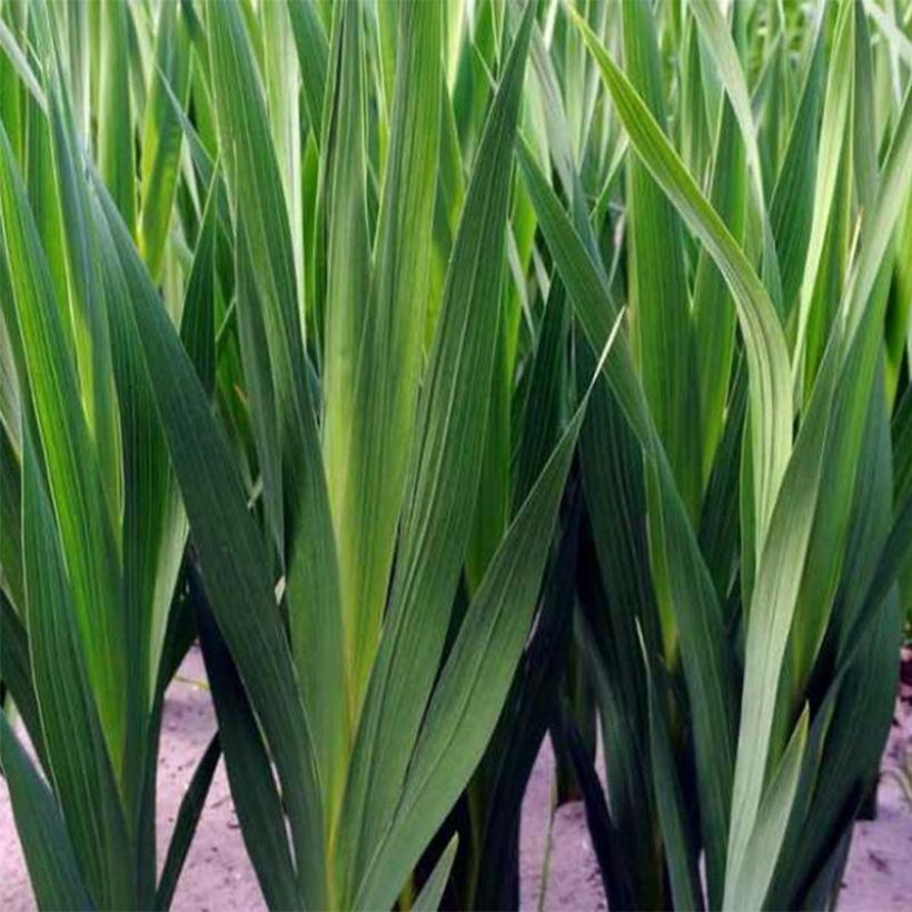 Gladiolus primulinus Angel Kisses - Gladiole (Laub)