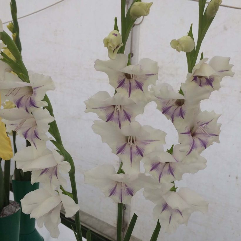 Gladiolus primulinus Angel Kisses - Gladiole (Blüte)