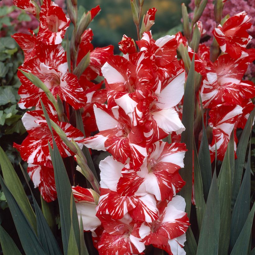 Großblütige Gladiole Zizanie - Gladiolus (Blüte)