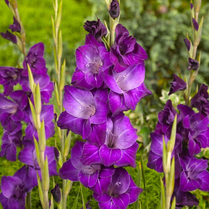 Großblütige Gladiole Violetta - Gladiolus (Blüte)