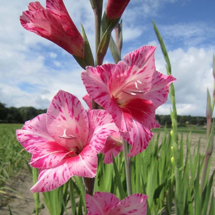 Gladiolus tubergenii Bibi - Gladiole (Blüte)