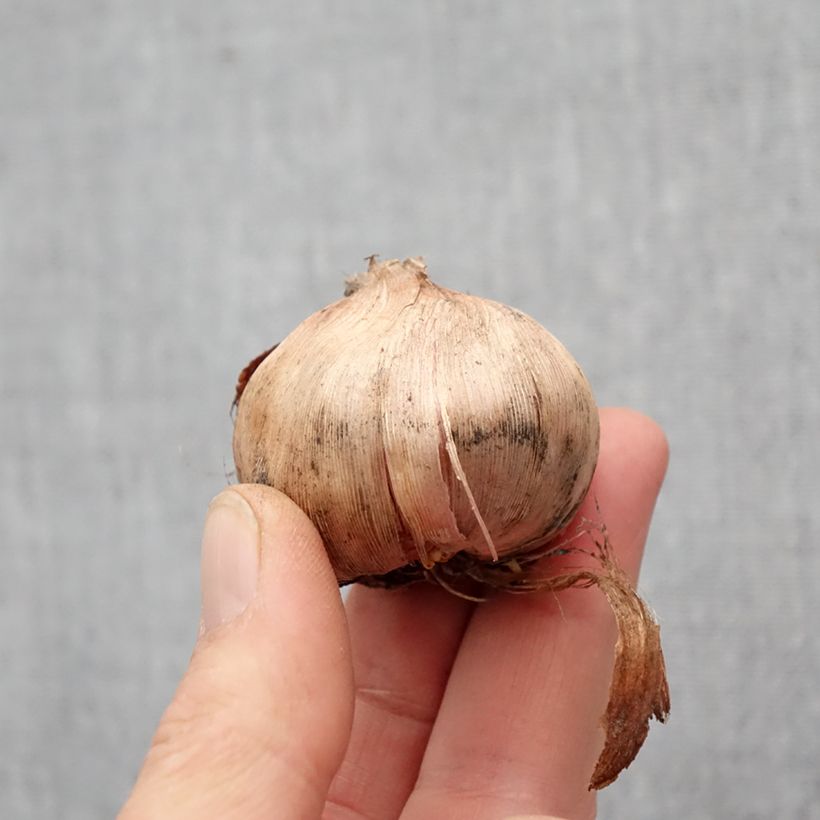 Exemplar von Gladiolus primulinus Bizar - Gladiole Zwiebel Kaliber/Größe 12+ wie im Frühjahr geliefert