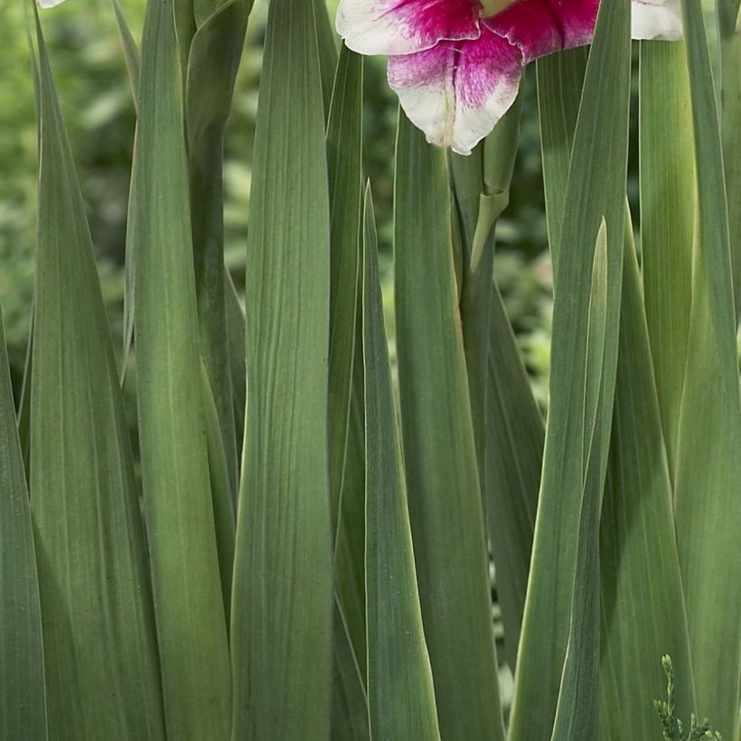 Gladiolus primulinus Adrienne - Gladiole (Laub)