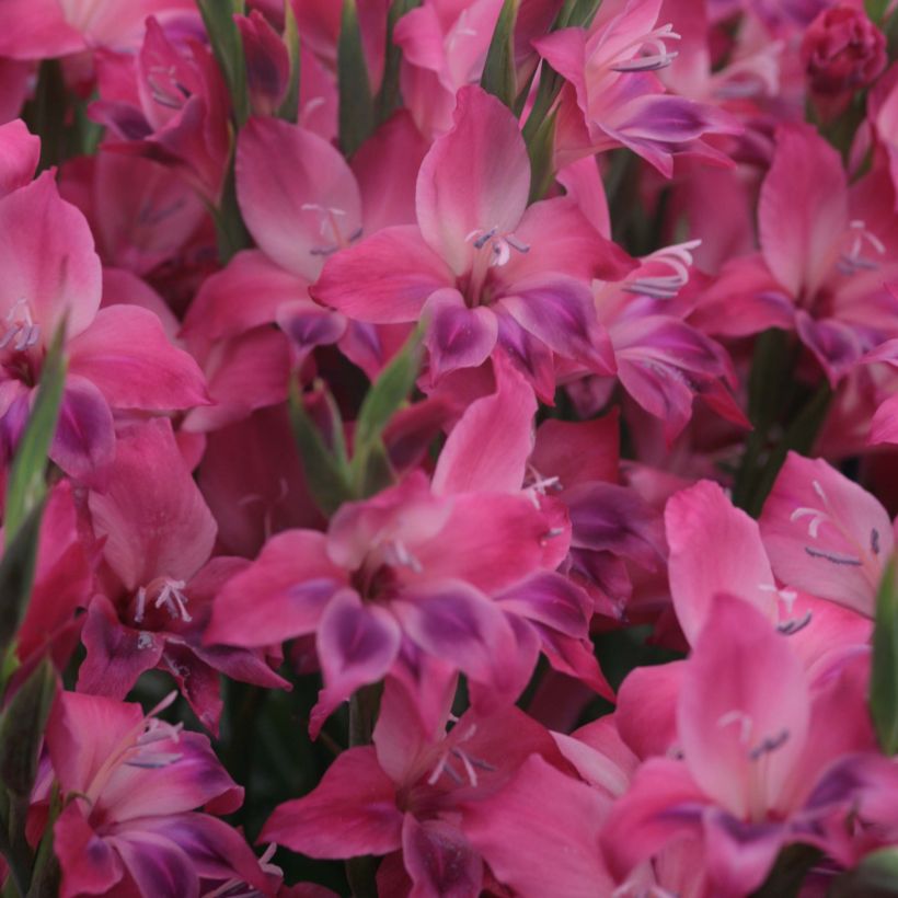 Gladiolus nanus Vulcano - Gladiole (Blüte)