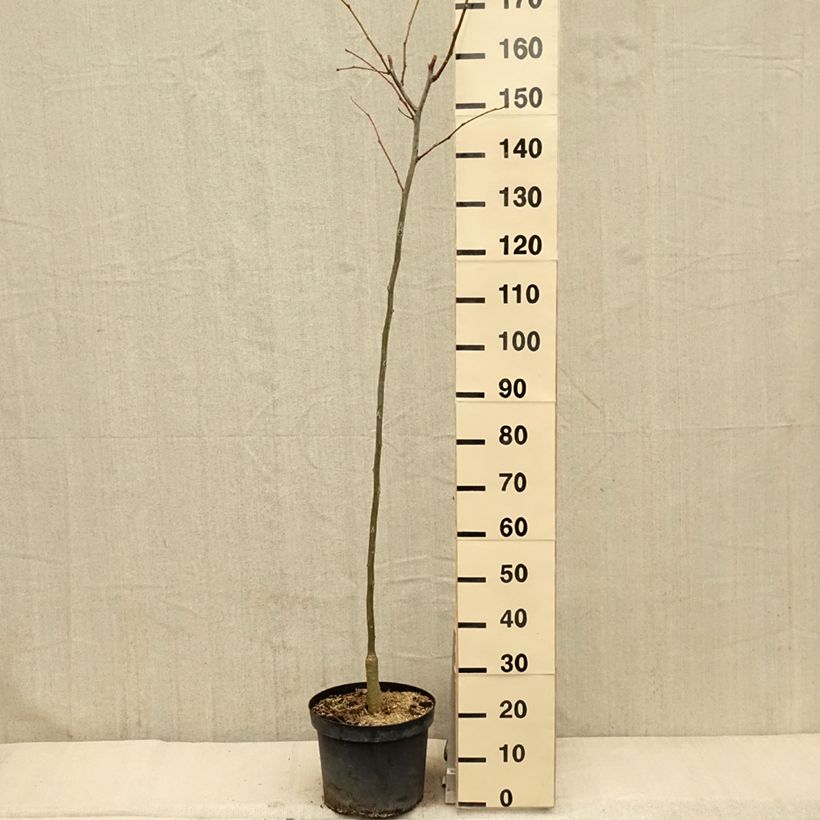 Exemplar von Gleditsia triacanthos f.inermis Shademaster - Gleditschie Topf mit 7,5L/10LGelieferte Höhe ca. 100/125cm wie im Frühjahr geliefert