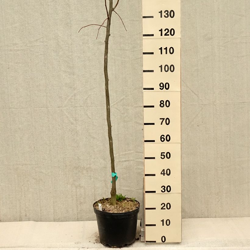 Exemplar von Gleditsia triacanthos f.inermis Skyline - Gleditschie Topf mit 7,5L/10LGelieferte Höhe ca. 100/125cm wie im Frühjahr geliefert