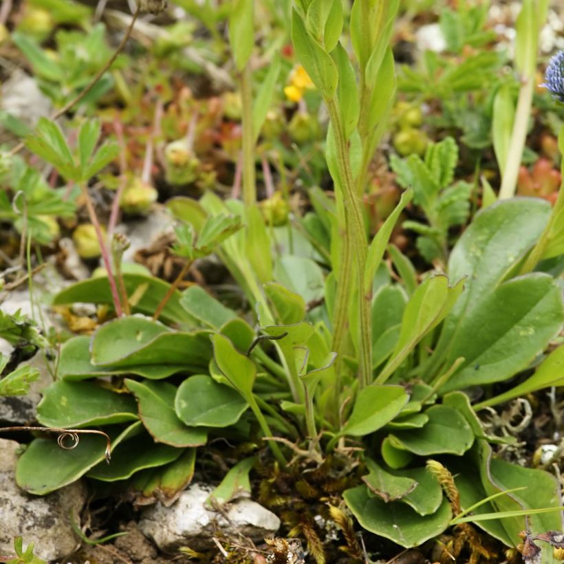 Globularia punctata - Kugelblume (Laub)