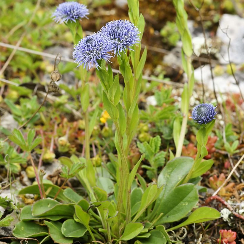 Globularia punctata - Kugelblume (Hafen)