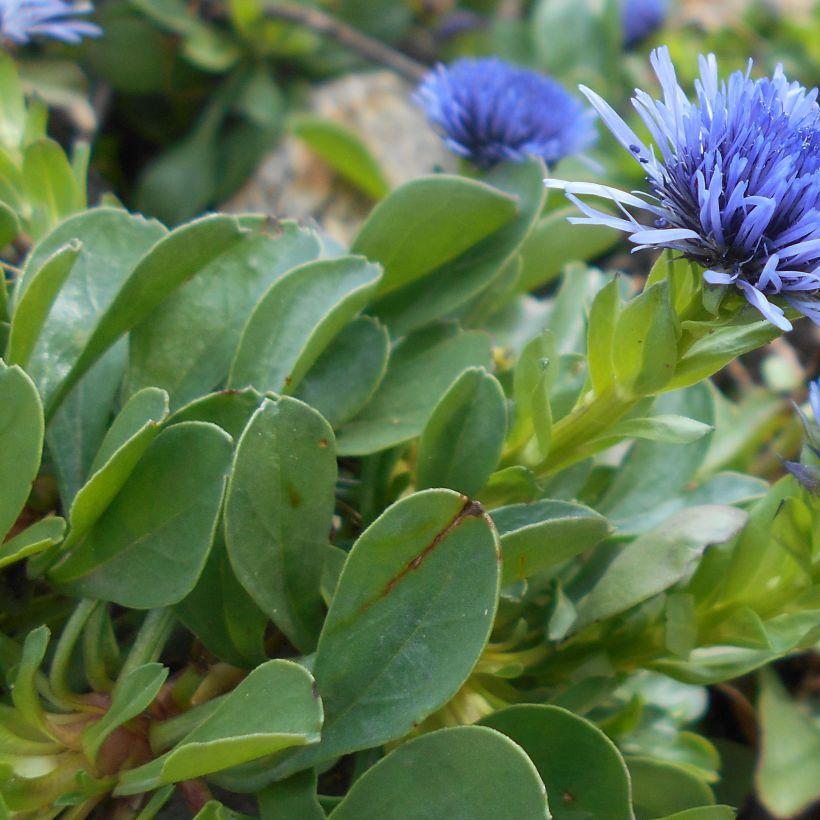 Globularia trichosantha - Kugelblume (Laub)