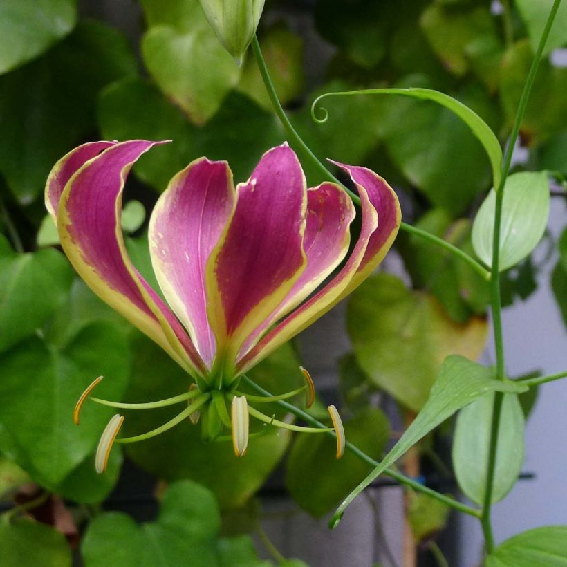 Gloriosa Carsonii - Ruhmeskrone (Blüte)