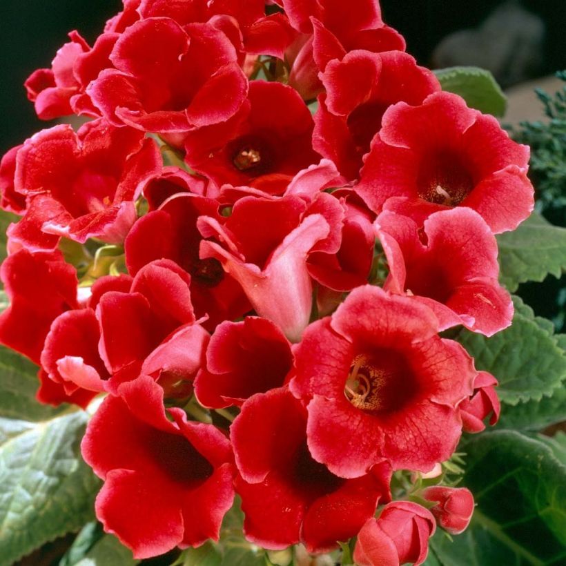 Gloxinia speciosa Etoile de feu (Blüte)