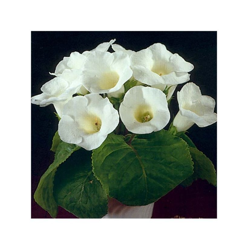 Gloxinia speciosa Mont Blanc (Blüte)