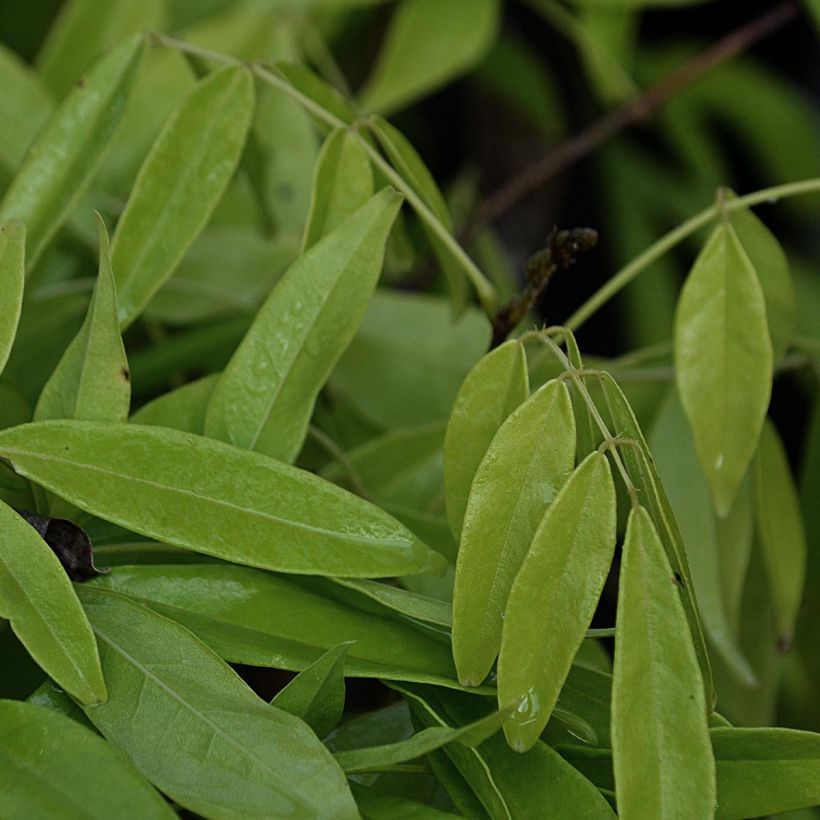 Millettia japonica Satsuma - Zwerg Blauregen (Laub)